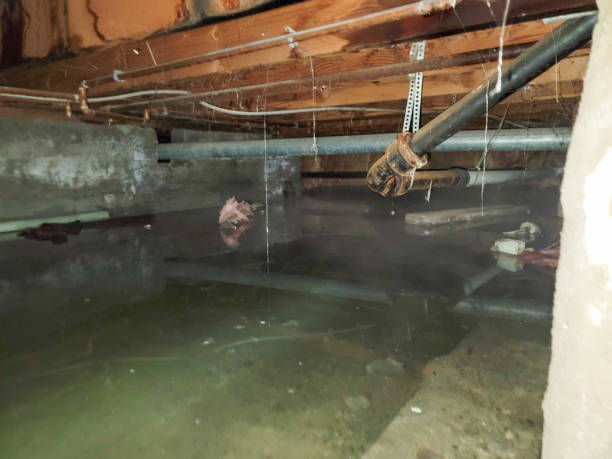 Best Professional water damage repair  in Burwell, NE